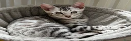 Bengal cats for sale: BENGAL 🔥 KITTENS TICA REGISTERED  - Advert 20