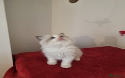 Ragdoll cats for sale: Ragdoll kittens  - Image 9