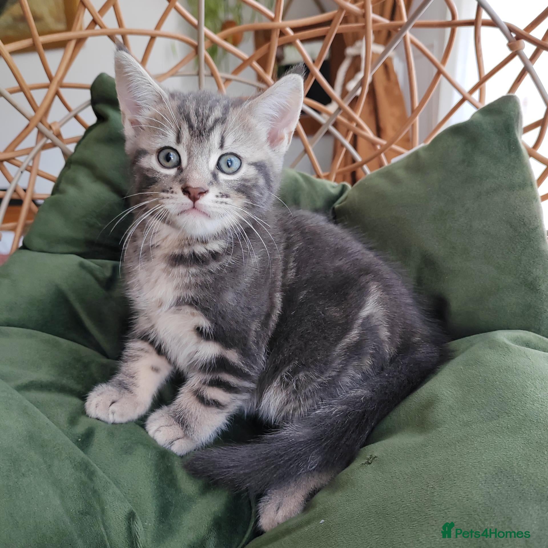 Mixed Breed cats Marble Bengal cross  - Advert 1