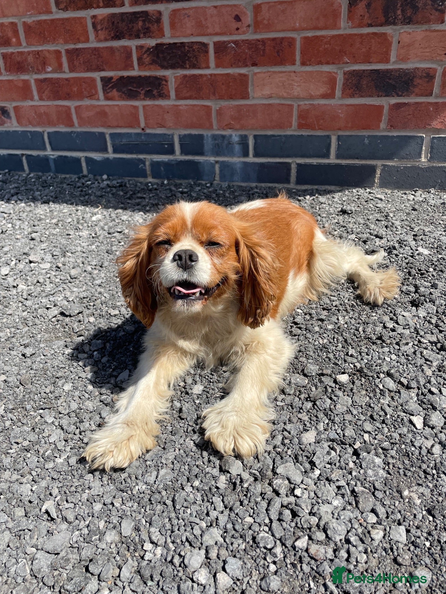 Cavalier King Charles Spaniel dogs beautiful cavalier dog - Advert 4
