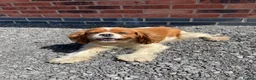 Cavalier King Charles Spaniel dogs for sale: beautiful cavalier dog - Advert 1