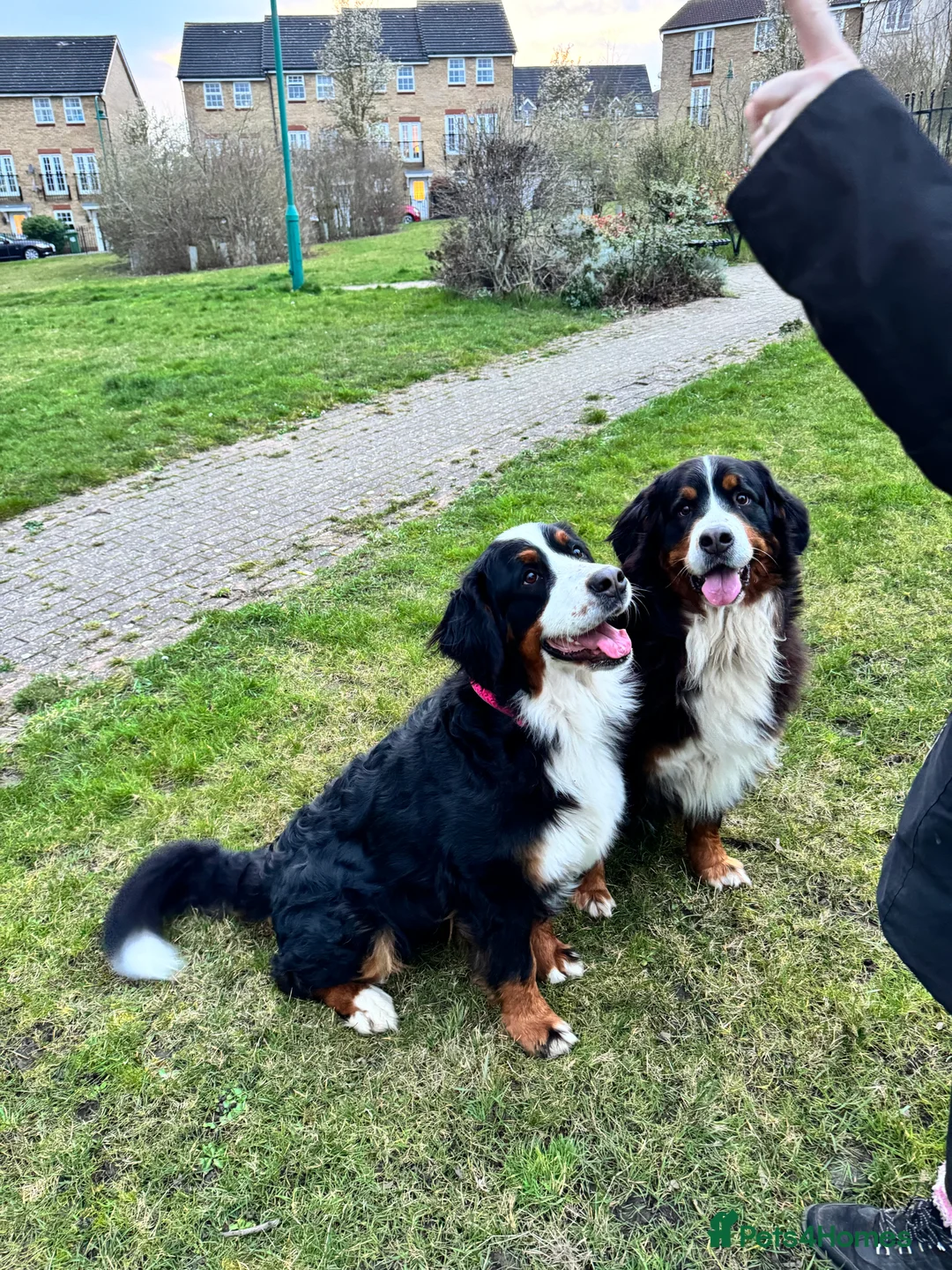 Bernese Mountain Dog dogs for sale: Lovely Bernese Mountain Male Puppy - Advert 9