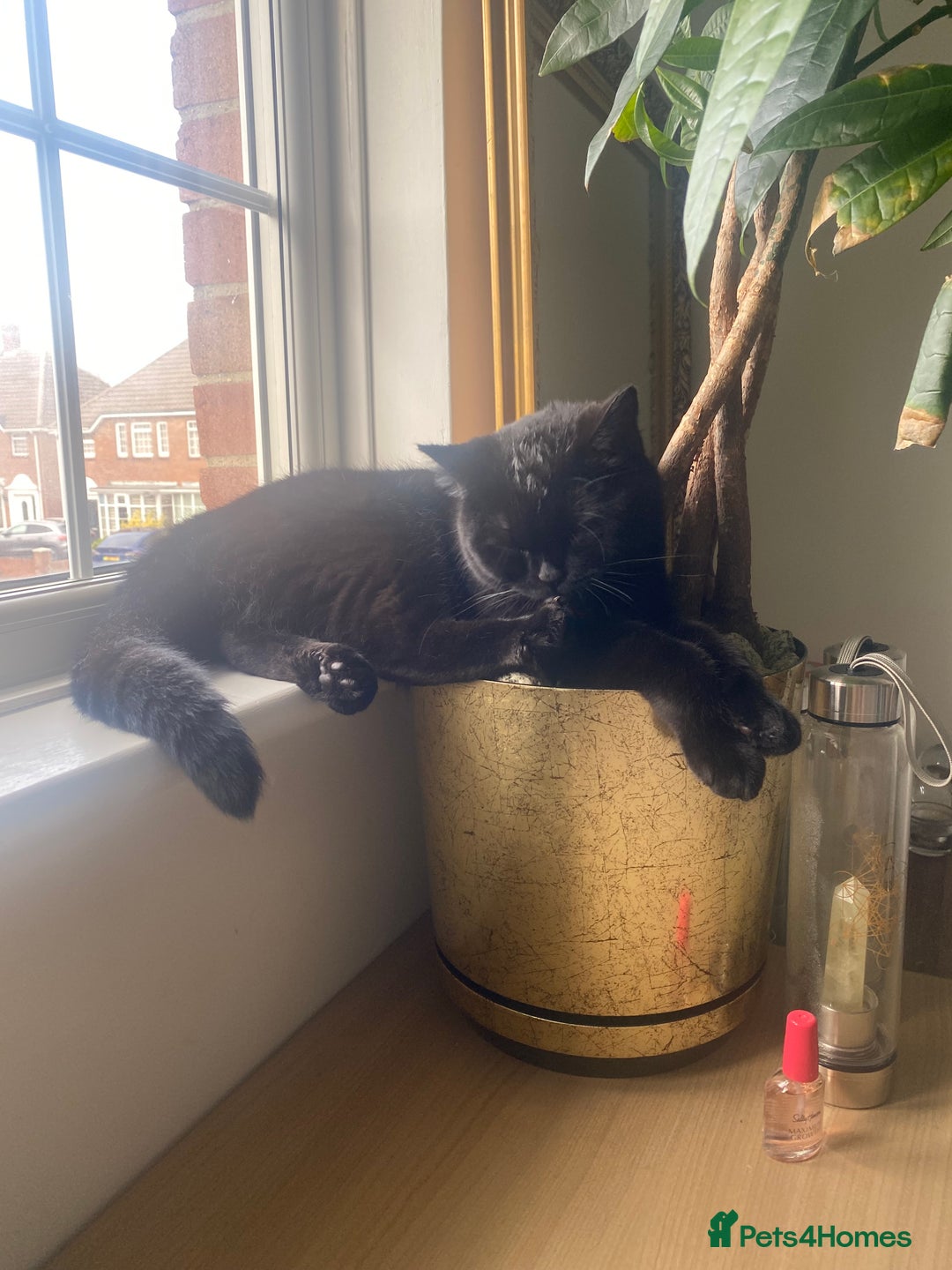 British Shorthair cats for sale: Stunning Rare Pedigree British Shorthair Brothers - Advert 6