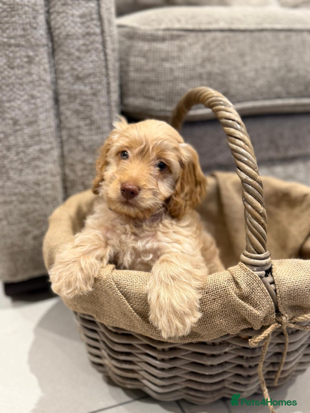 Cockapoo dogs for sale: 3 beautiful Cockapoo boys  - Advert 3