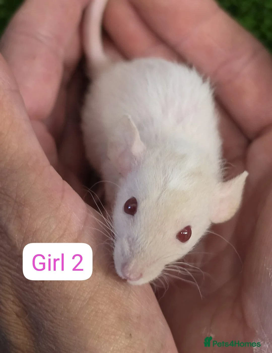 Rat rodents for sale: Baby Dwarf Rats 6 Weeks Old Boys Girls Available  - Advert 6