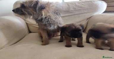 Border Terrier dogs - Advert 5