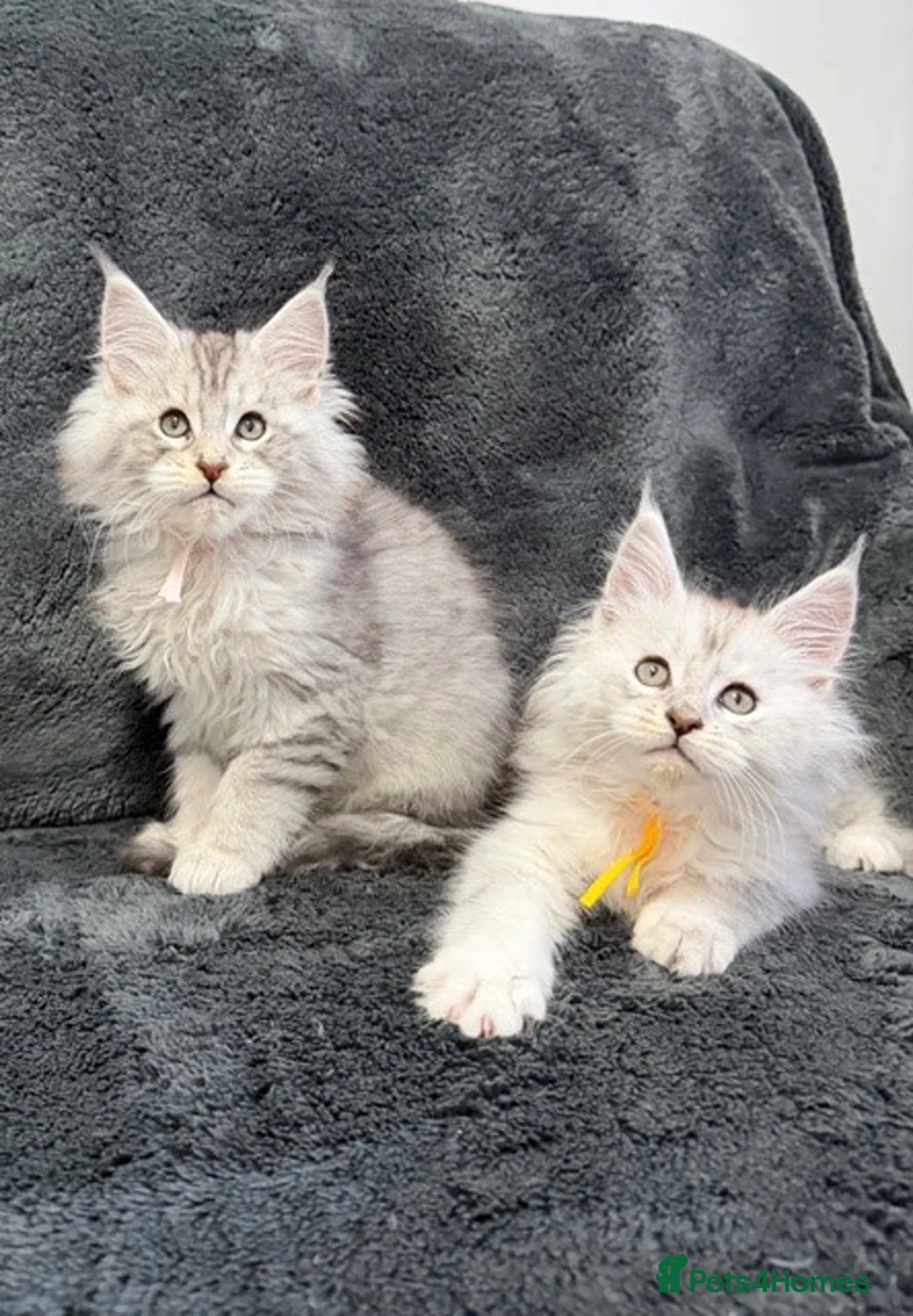 Maine Coon cats for sale: 🐾 TICA-Registered Maine Coon Kittens🐾 - Advert 1