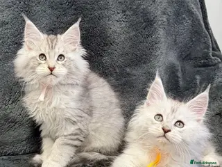Maine Coon cats 🐾 TICA-Registered Maine Coon Kittens🐾 - Advert 9