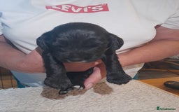 Sprocker dogs for sale: Gorgeous Merle Sprockers.  - Image 22