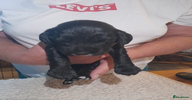 Sprocker dogs - Advert 7