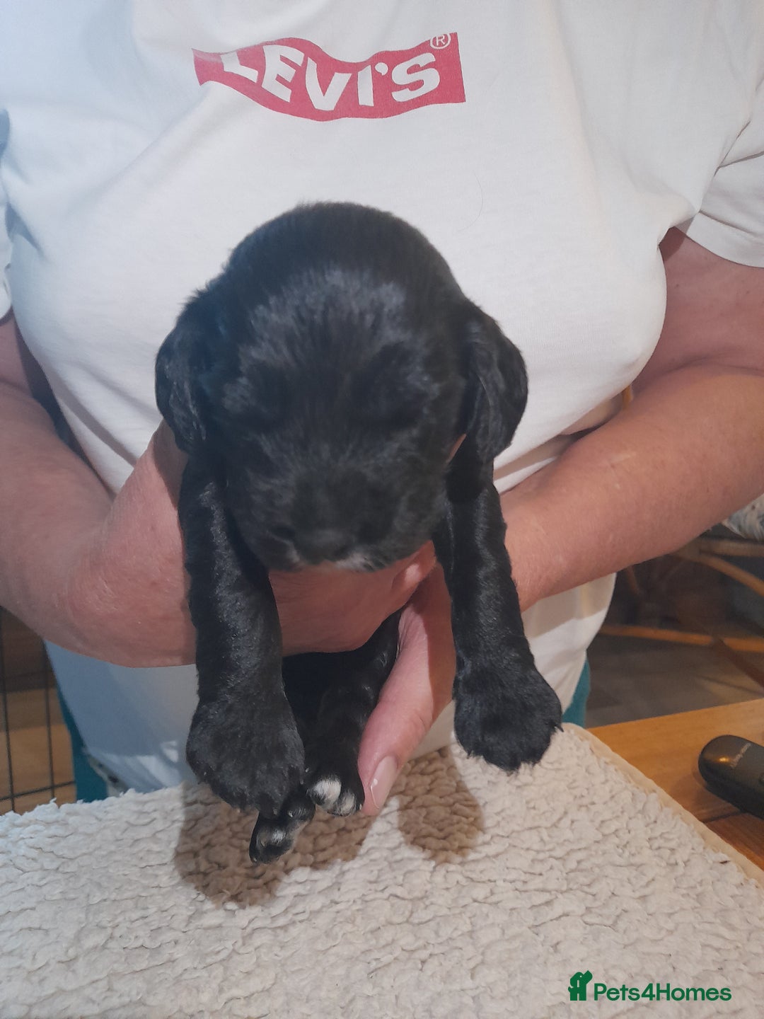 Sprocker dogs for sale: Gorgeous Merle Sprockers.  - Image 22