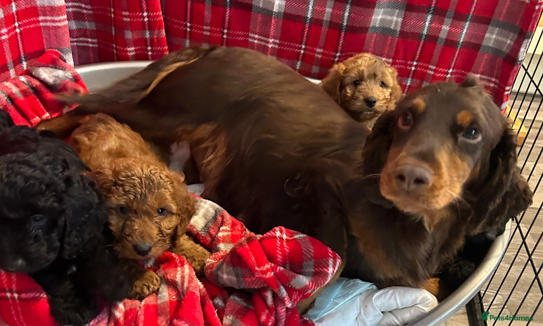 Cockapoo dogs for sale: 🐕‍🦺🐶ADORABLE COCKAPOO 🐶 🐕‍🦺 - Advert 6