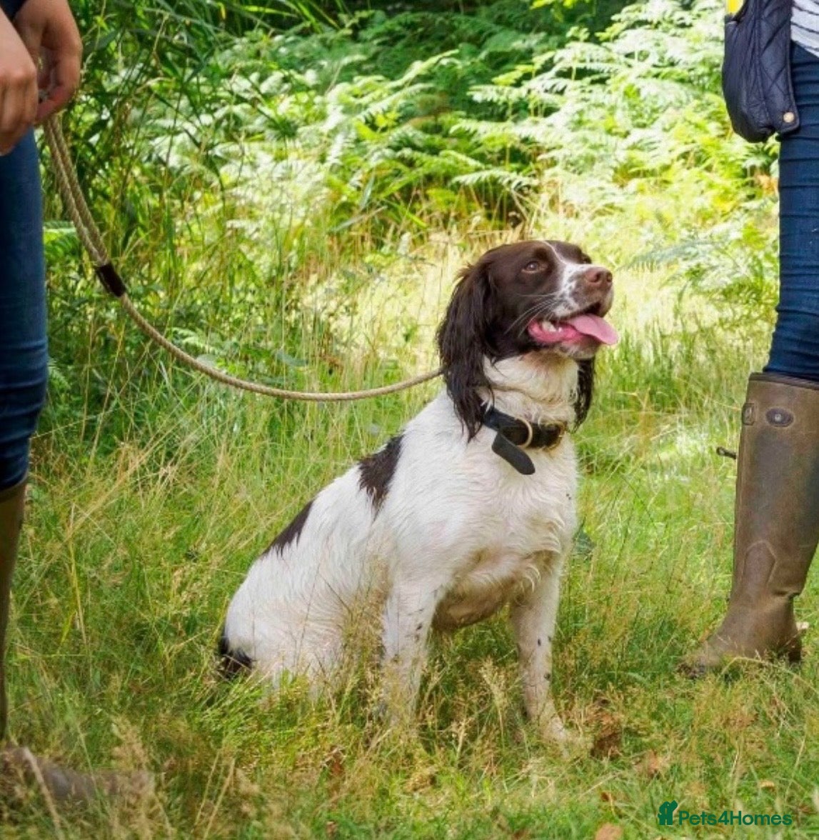 English Springer Spaniel dogs  8 KC Reg Working springer spaniels due 12/05 - Advert 1