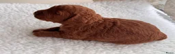 Cockapoo dogs for sale: AMAZING TOY COCKAPOO PUPPIES - Advert 5