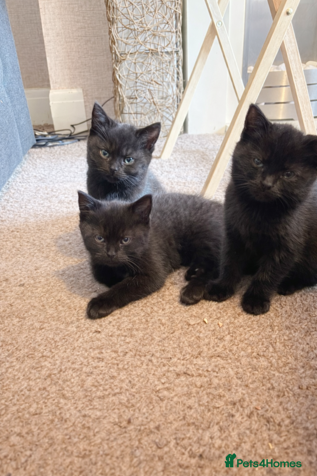 Mixed Breed cats 3 British short hair mix  - Advert 1