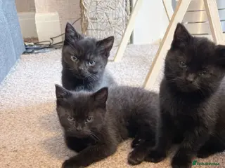 Mixed Breed cats 3 British short hair mix - Advert 1