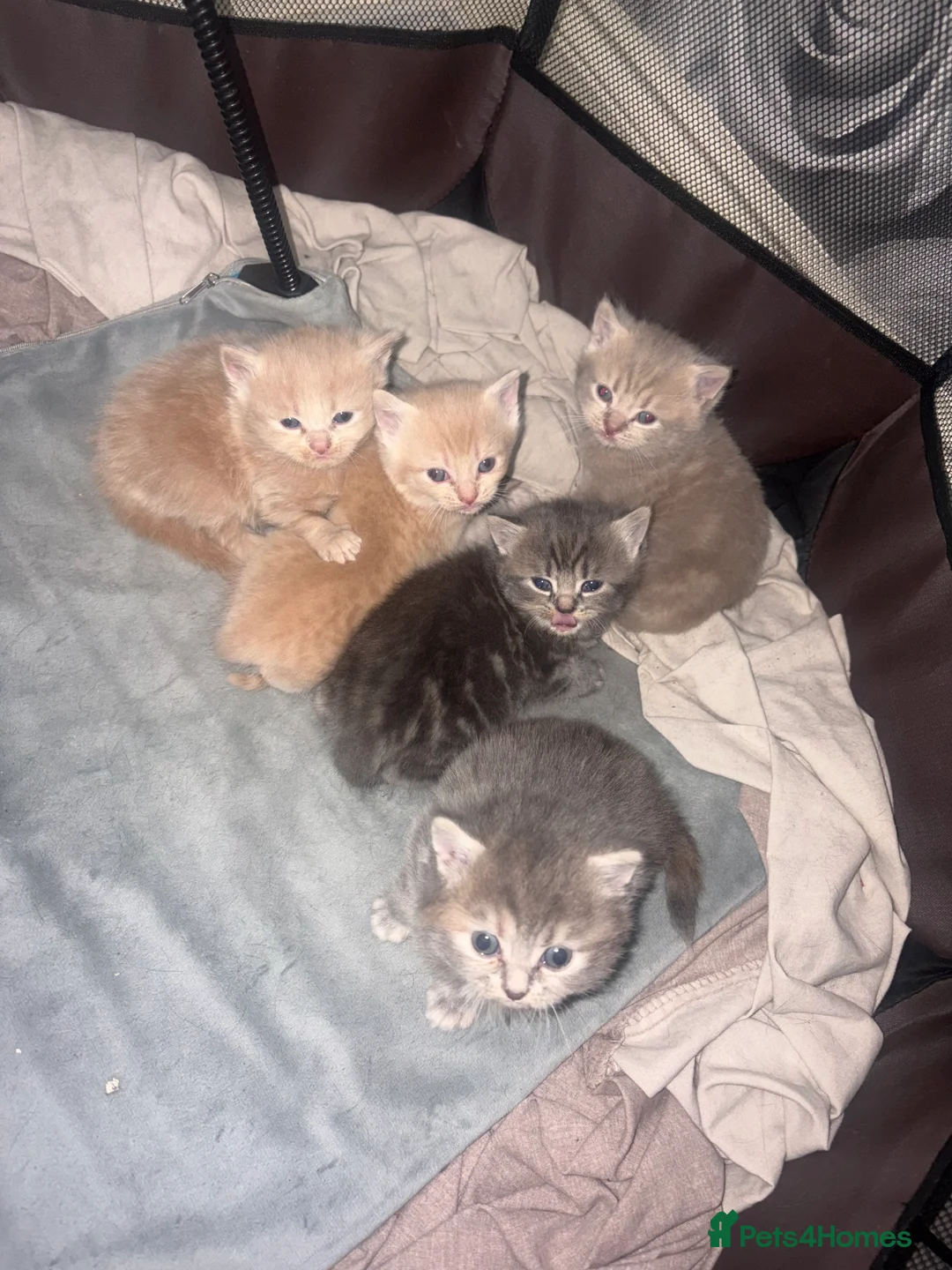 Mixed Breed cats for sale: British blue cross Norwegian  - Advert 13