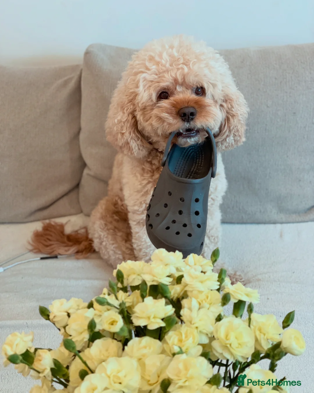 Cavapoo dogs for stud: Stunning Cavapoo Stud – Great Temperament - Advert 1