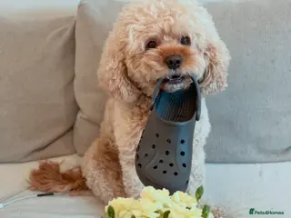 Cavapoo dogs Stunning Cavapoo Stud – Great Temperament - Advert 1