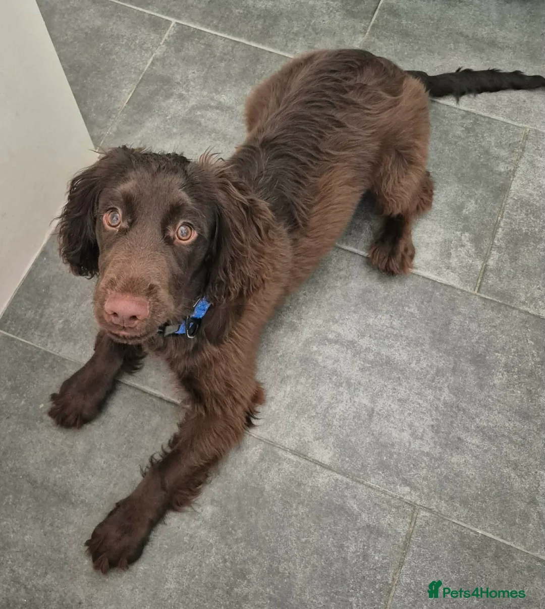 Sprocker dogs for sale: TEDDY sprocker spaniel - Advert 4