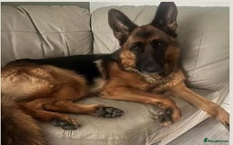 German Shepherd dogs for sale: 1 Year Old German Shepherd Females - Image 3