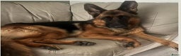 German Shepherd dogs for sale: 1 Year Old German Shepherd Females - Advert 3