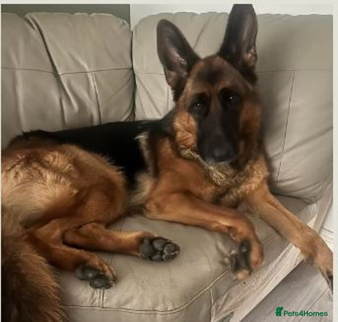 German Shepherd dogs for sale: 1 Year Old German Shepherd Females - Image 3