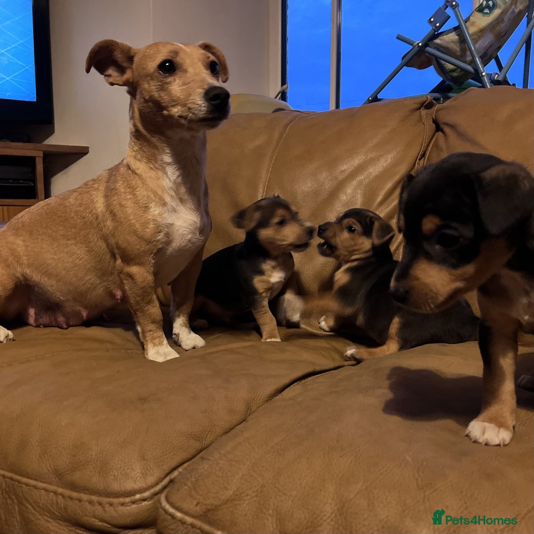 Jack Russell dogs for sale: Stunning tri coloured Jack Russell puppies - Image 9