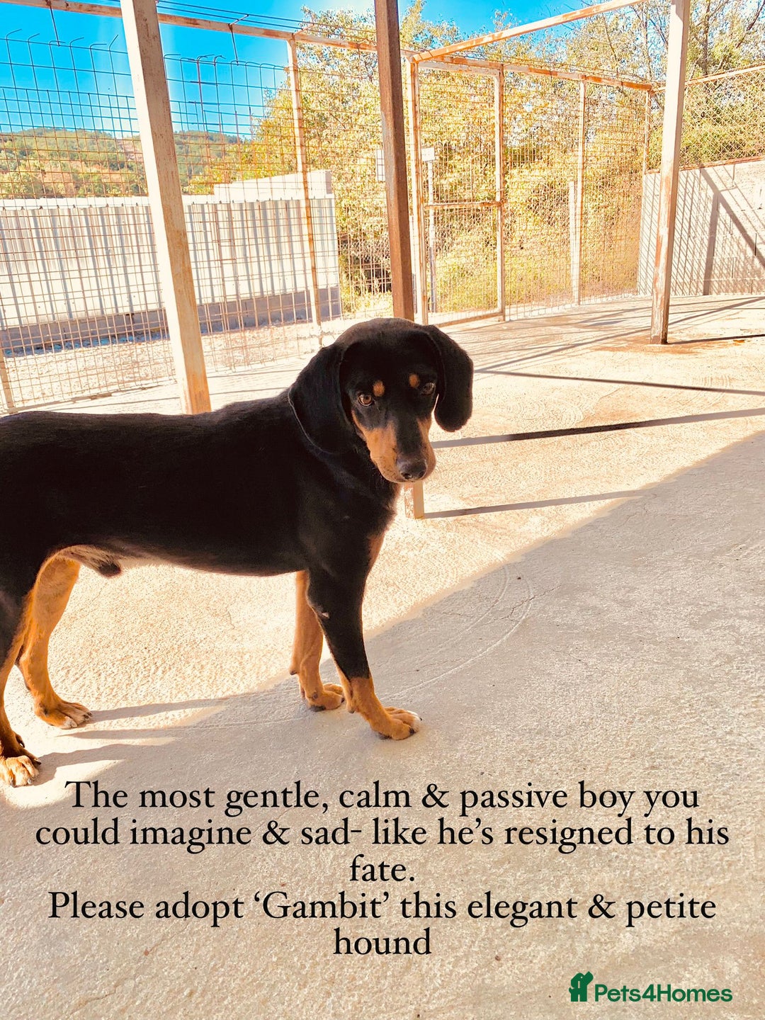 Mixed Breed dogs for adoption: Gambit, 5 yrs approx. Available for adoption. - Image 22