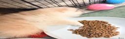 Pomeranian dogs for sale: Lovely Real Pomeranian Teddy Bear Puppies  - Advert 9