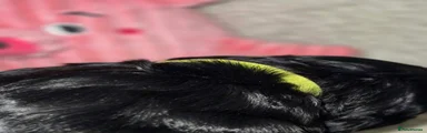 Cocker Spaniel 6