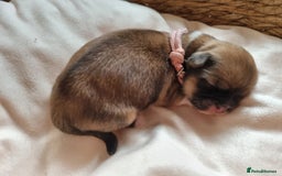 Lhasa Apso dogs for sale: Pure bred Lhasa Apso puppies  - Image 4