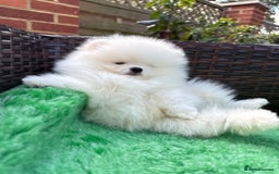 Pomeranian dogs for sale: ONLY 1 TEDDY BEAR BOY LEFT! 🧸💙 - Image 7