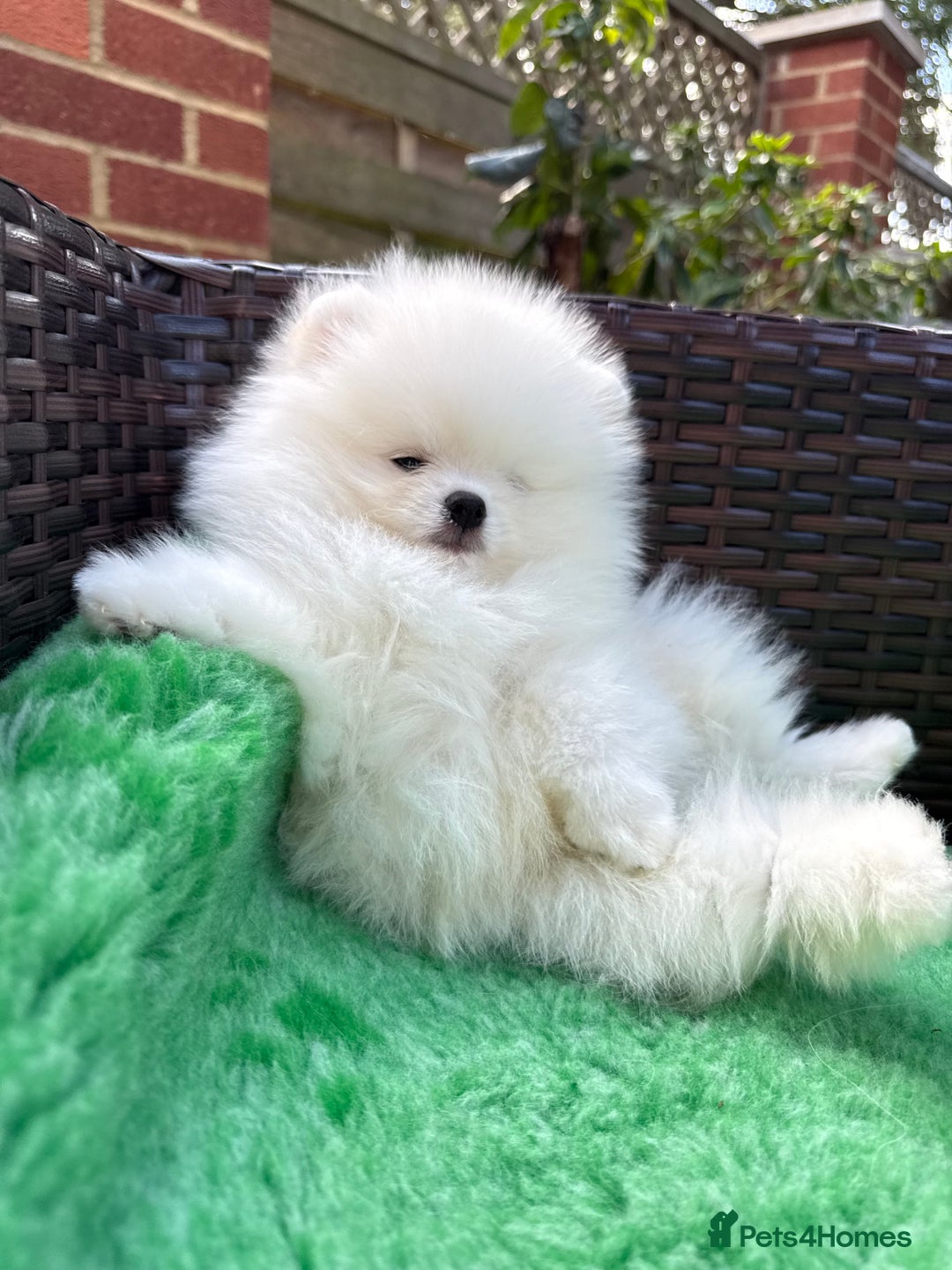 Pomeranian dogs for sale: ONLY 1 TEDDY BEAR BOY LEFT! 🧸💙 - Image 7