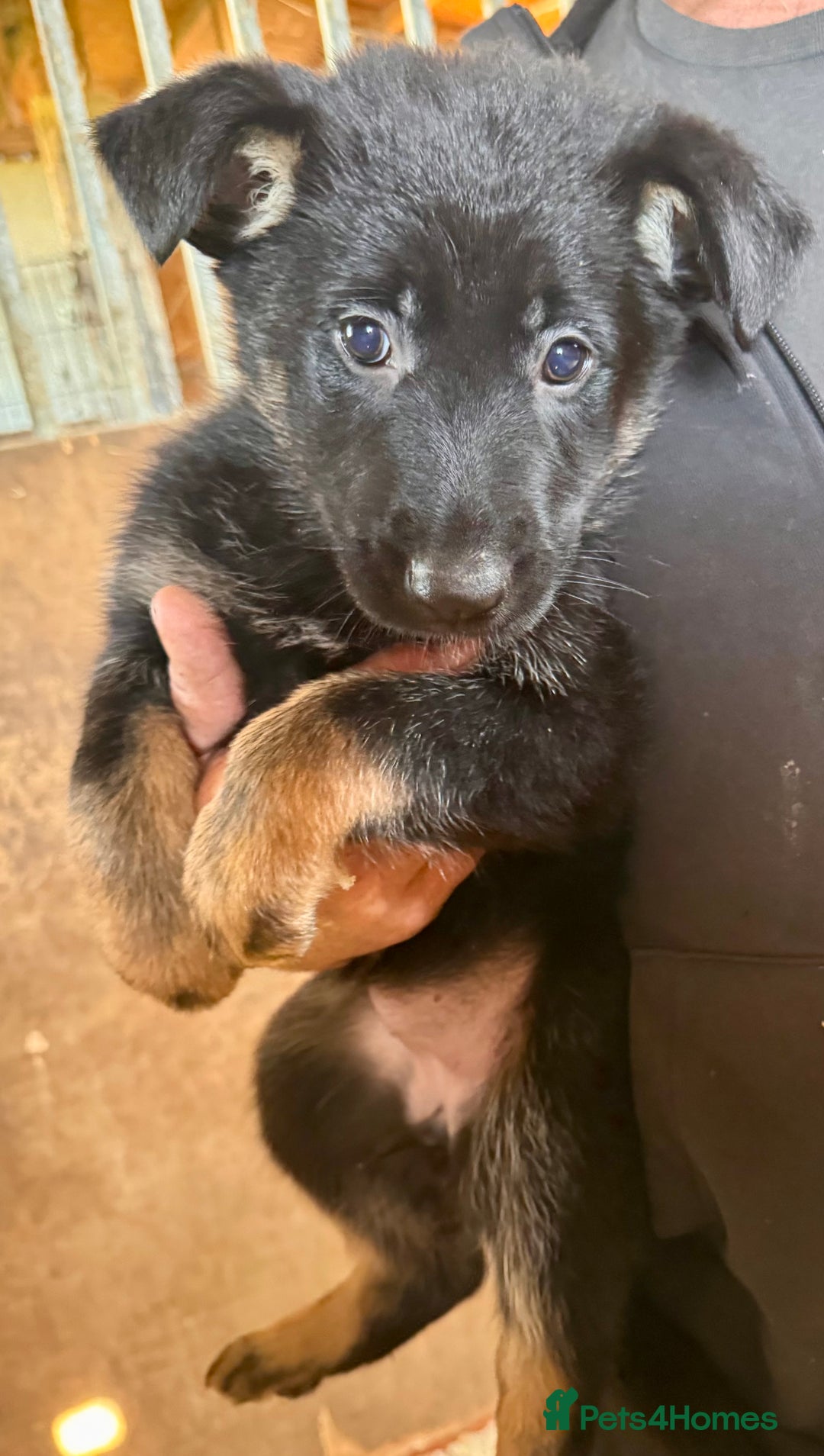 German Shepherd dogs for sale: 4 stunning german Shepherd pups. Very chunky.  - Image 4