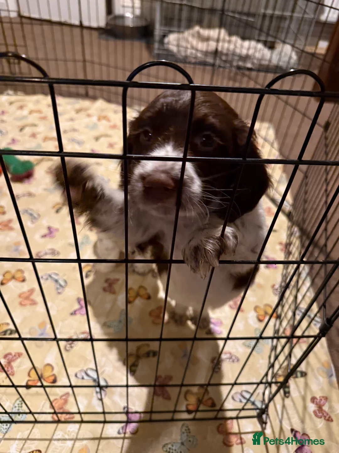 English Springer Spaniel dogs for sale: English springer spaniels  - Advert 6