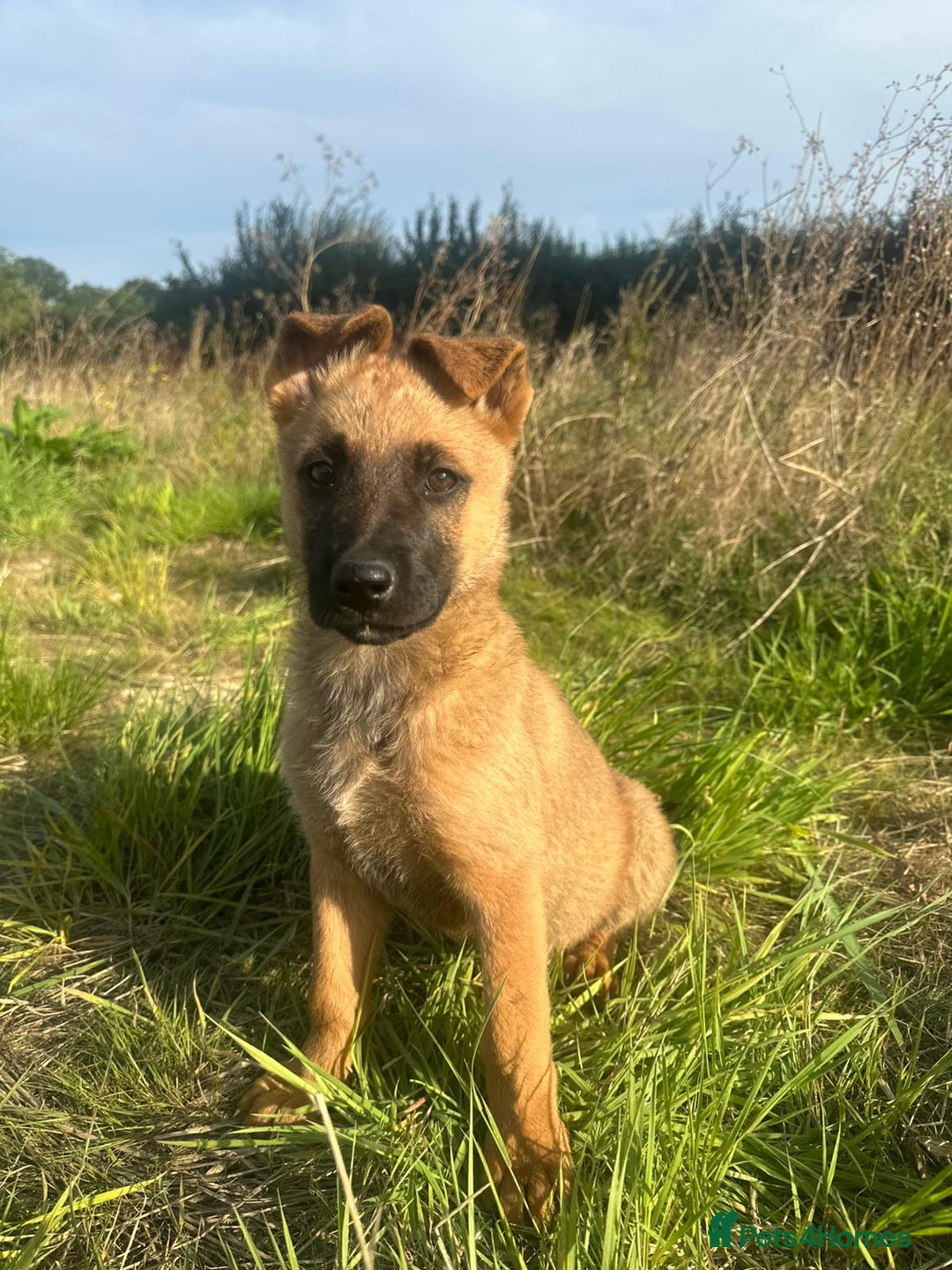 Mixed Breed dogs for sale: German shepherd x Belgian shepherd puppies - Image 22