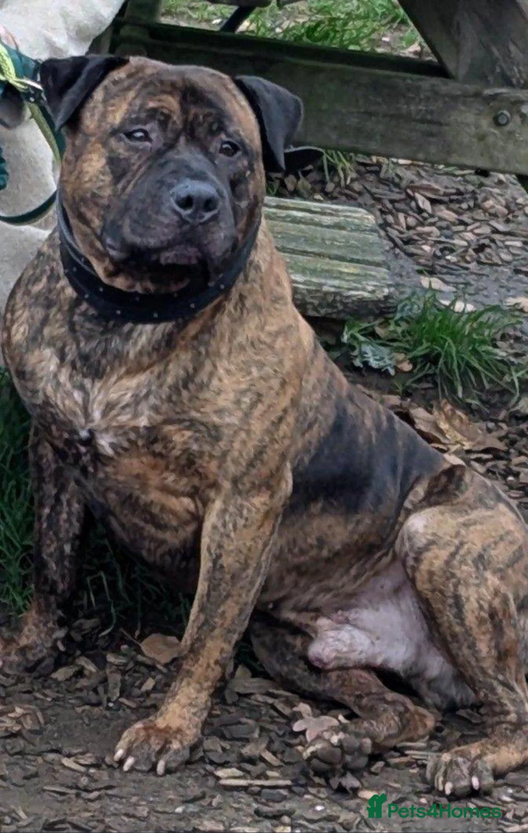 Mixed Breed dogs for sale: Male staffy cross - Advert 2