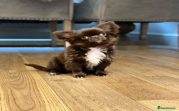 Chihuahua dogs in Stafford - Advert 1