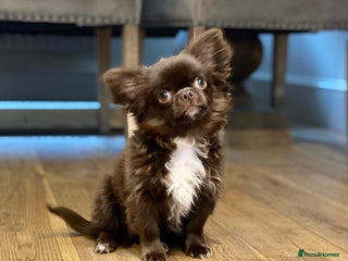 Chihuahua dogs in Stafford - Advert 1