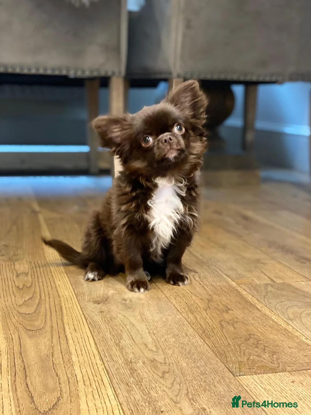 Chihuahua dogs for stud: DONNAJAY Long coat LABORATORY HEALTH TESTED  in Stafford - Advert 1