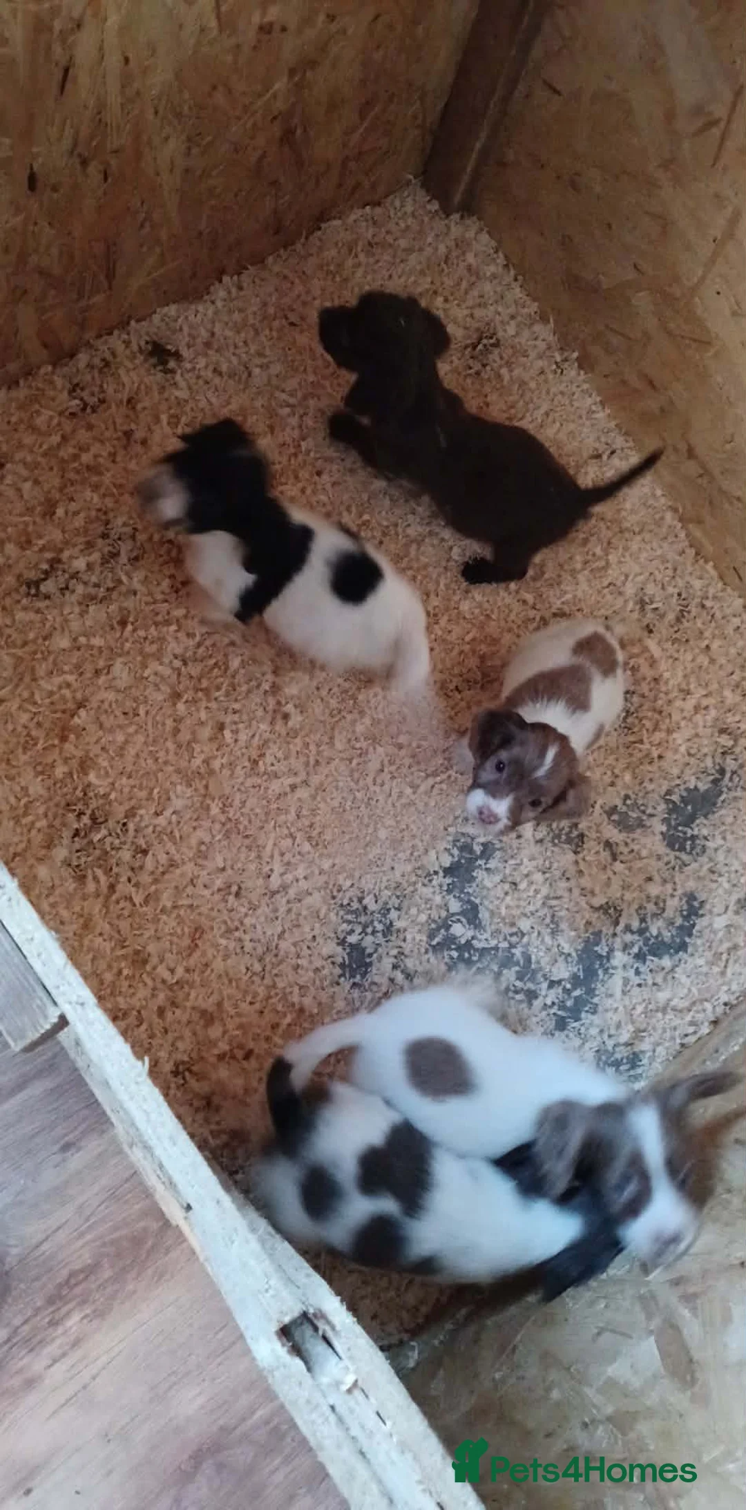 Cocker Spaniel dogs for sale: A beautiful litter of cocker spaniels  - Advert 15