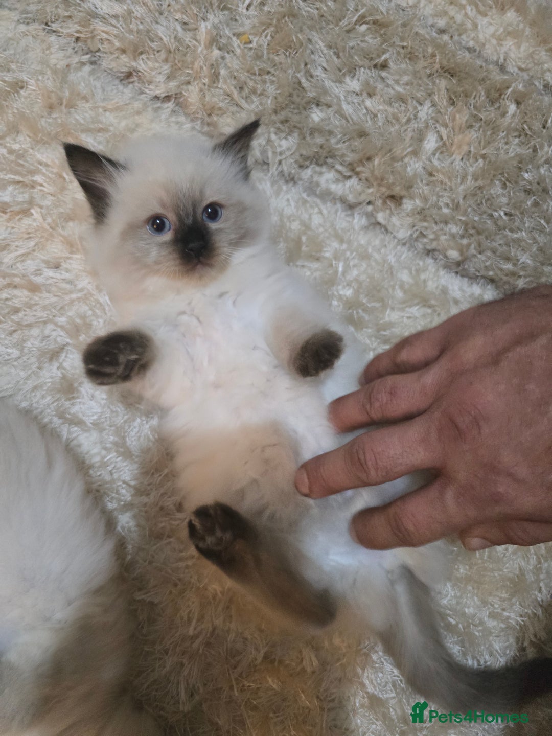 Ragdoll cats for sale: Ragdoll kittens - Advert 8