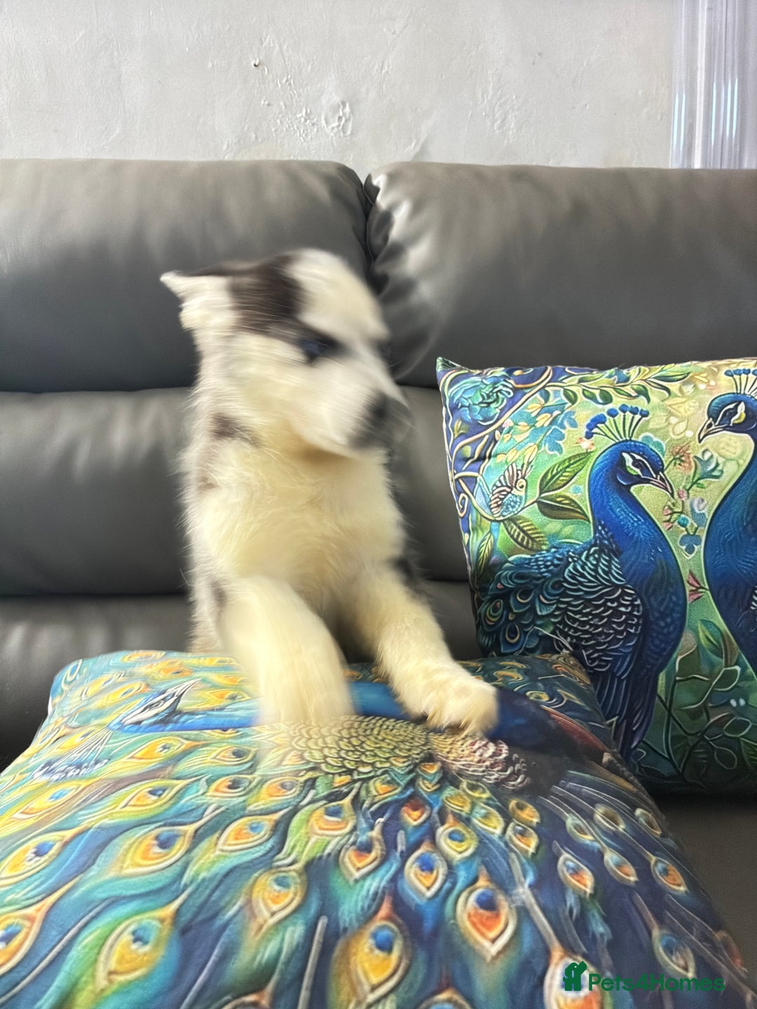 Siberian Husky dogs for sale: Pure Siberian claver huskies ready to go now 🐻‍❄️ - Advert 18