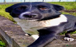 Border Collie dogs for adoption: Marta’s Story: Rescued Minutes Before Death - Image 3
