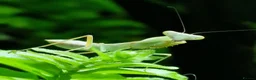Praying Mantis invertebrates for sale: Various Praying Mantis - Advert 6