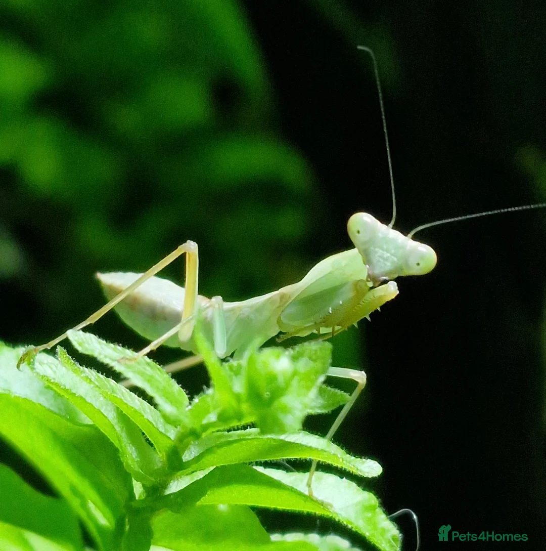 Praying Mantis invertebrates for sale: Various Praying Mantis - Advert 6
