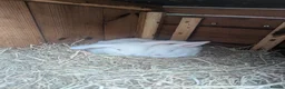 Mixed Breed rabbits for sale: Gorgeous Rabbits  - Advert 6