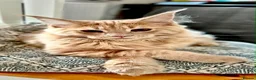 Maine Coon cats for sale: Beautiful Maine Coon kittens for sale. Two boys.🦁 - Advert 4