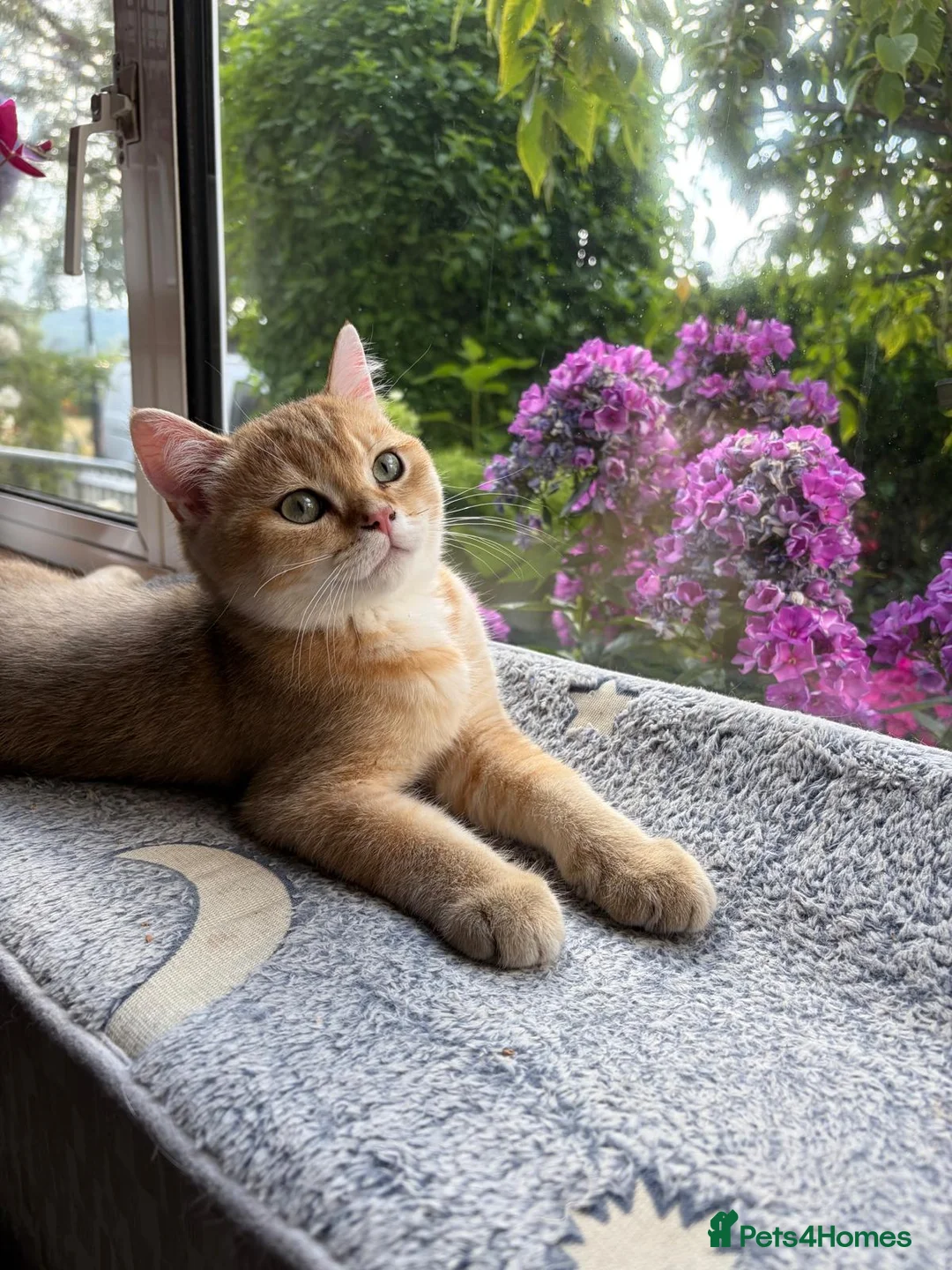British Shorthair cats for sale: GCCF registered Golden boys  - Advert 1